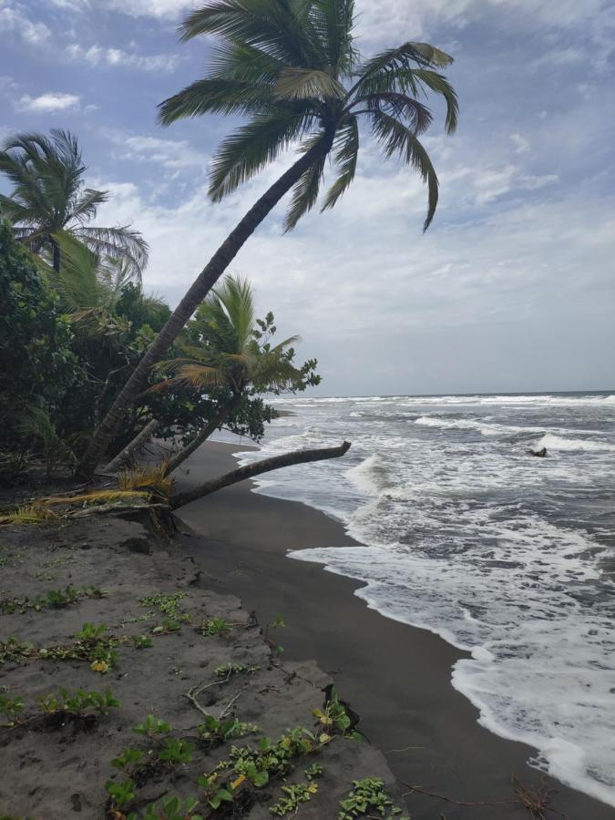 Budda Tortuguero